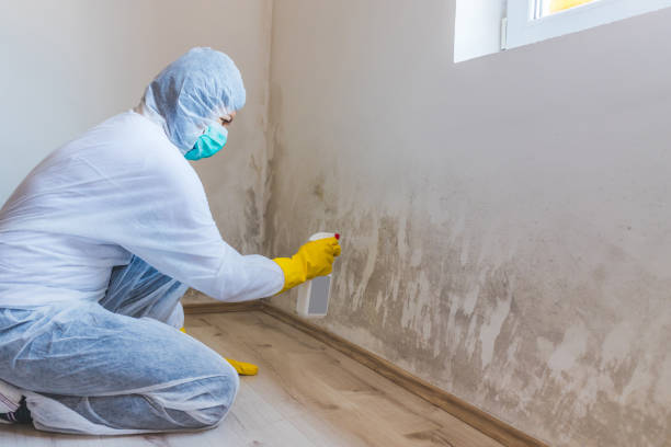 Licensed Black Mold Remediation service in Houghton, MI - 24 Hour Mold Removal