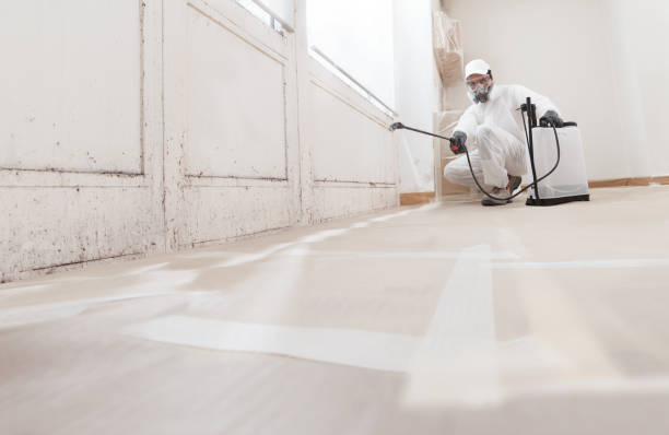 24/7 Emergency Black Mold Remediation experts in Houghton, MI