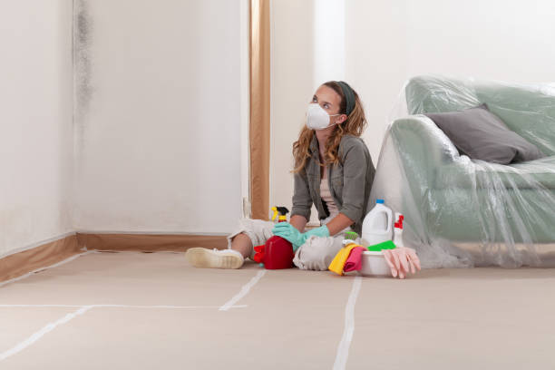 Reliable Black Mold Remediation contractor in Houghton, MI by 24 Hour Mold Removal