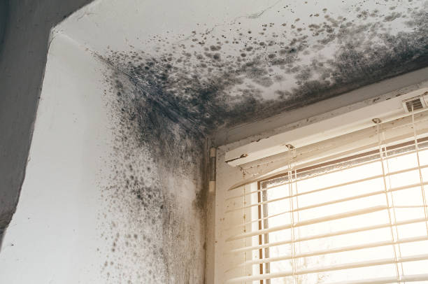 Affordable Black Mold Remediation solutions in Houghton, MI